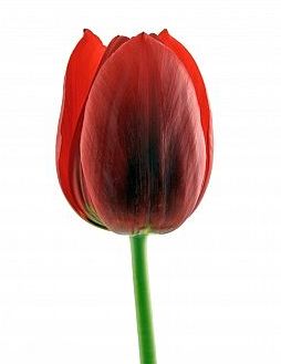 tulipan.jpg