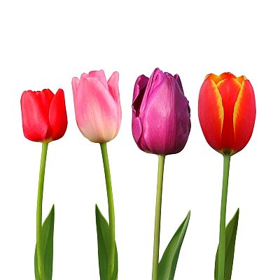 tulipan2.jpg